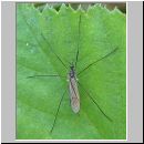 Limoniidae sp - Stelzmuecke 02a.jpg